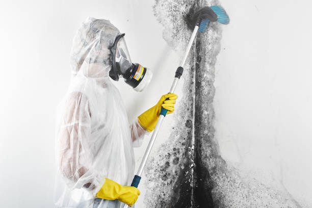Environmental Consulting for Mold Prevention in Madison, FL